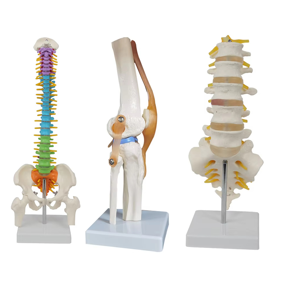 Examination Bed Medical - Medical teaching tools Skeleton PVC model