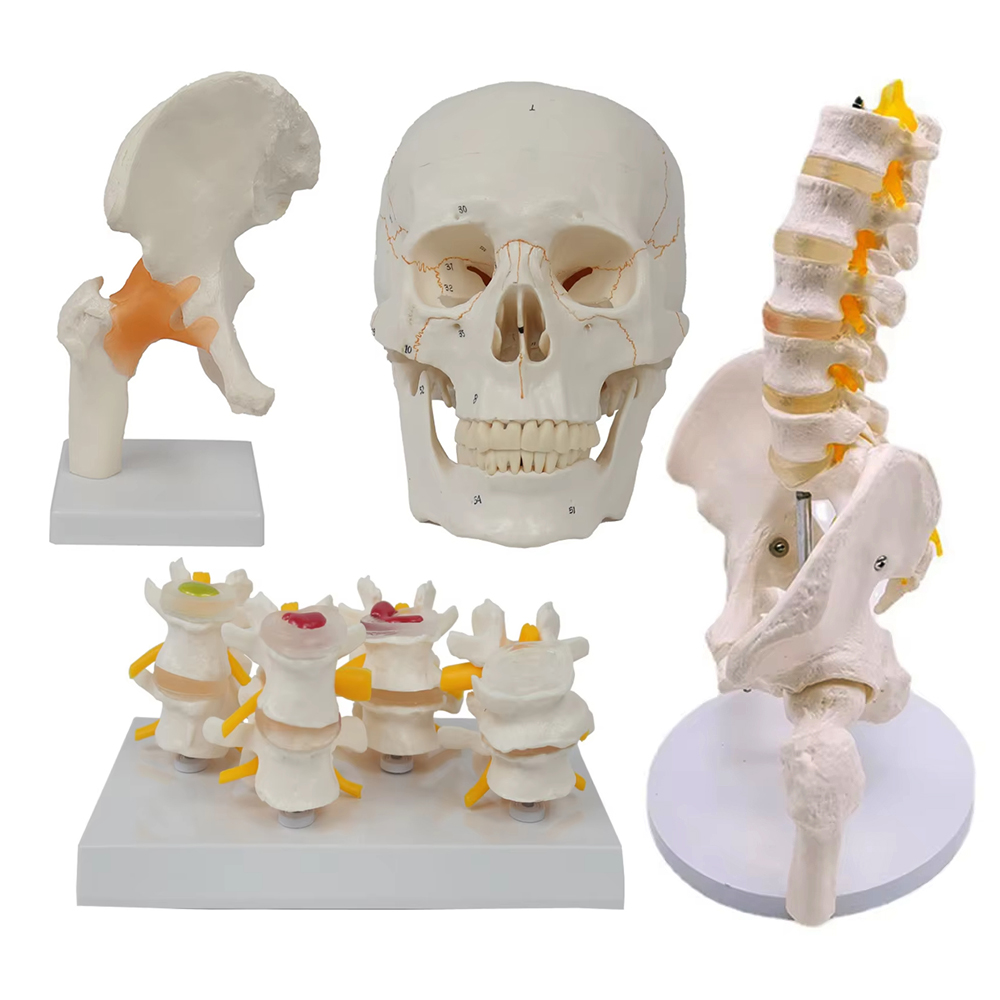 Medical teaching tools Skeleto - Examination Bed Medical 评论和价格