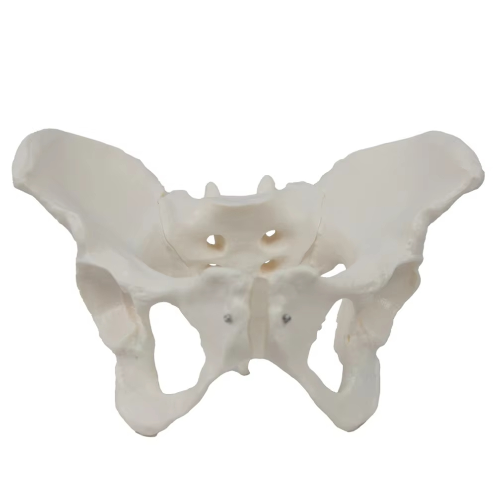 Medical teaching tools Skeleto - Examination Bed Medical 评论和价格